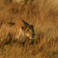 our-adversary3-120x120.jpg